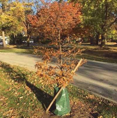 Arbor Day Foundation names Rossford a 2023 Tree City USA