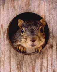 Nature’s Nursery teams up with Inspired Lumber Workshop for nest box building
