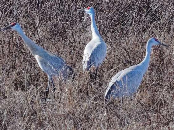 Sandhill cranes mark the return of spring