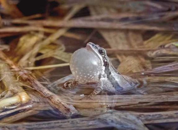 For area frogs, love is in the air