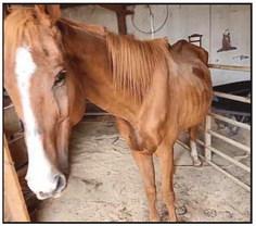 Dusty came to the Healing Barn for care and rehab from Florida.