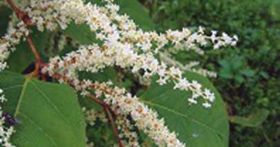 Japanese knotweed, once prized for its beauty, is an invasive species that proves difficult to eradicate.