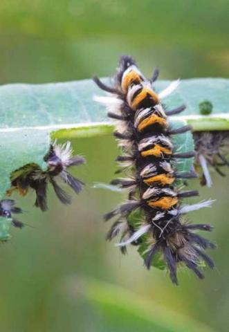 Milkweed tussock moths feed on plant