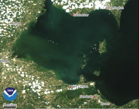 The 240 square mile area of algae has increased significantly since last week, extending from Maumee Bay east to Magee Marsh. This photo was taken on July 27.