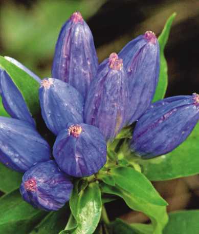 Fall wildflowers bloom at area parks