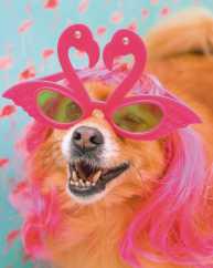 Park district to host Dogs Days of Summer costume parade