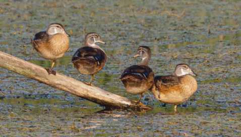 The wood duck family of W.W. Knight preserve
