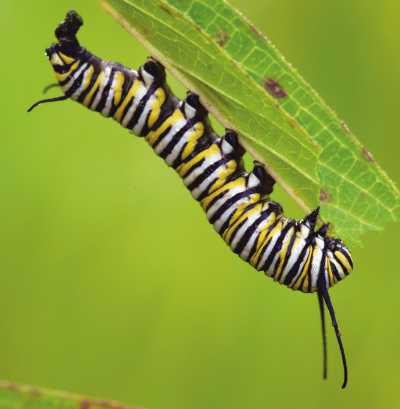 Monarch caterpillar feeds on milkweed