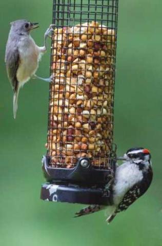 Young birds crowd feeders