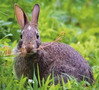Summertime is bunny time for cottontail rabbits