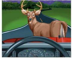 Suggestions for avoiding vehicle/deer collisions