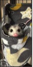 Nature’s Nursery Wildlife Rescue hits record‐breaking admissions of 3,900 animals