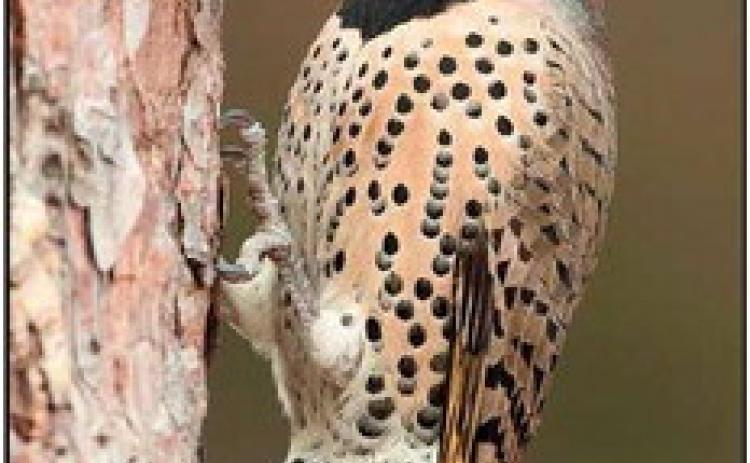 Window on Wildlife