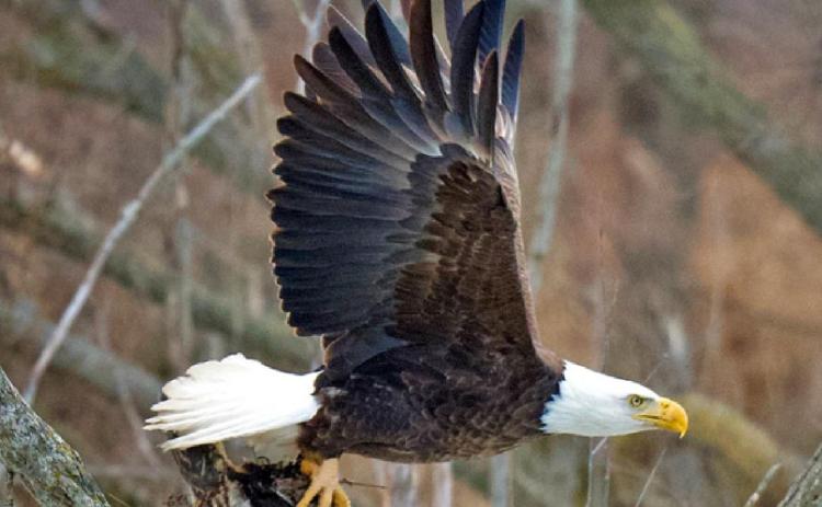 Bald eagles make a comeback at Ottawa National Wildlife Refuge