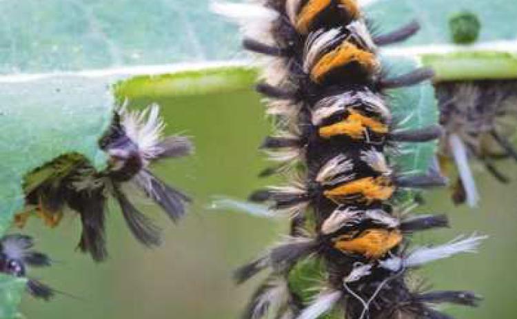 Milkweed tussock moths feed on plant