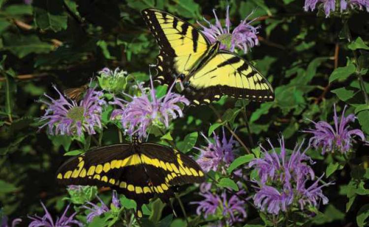 August is a perfect month for butterflies