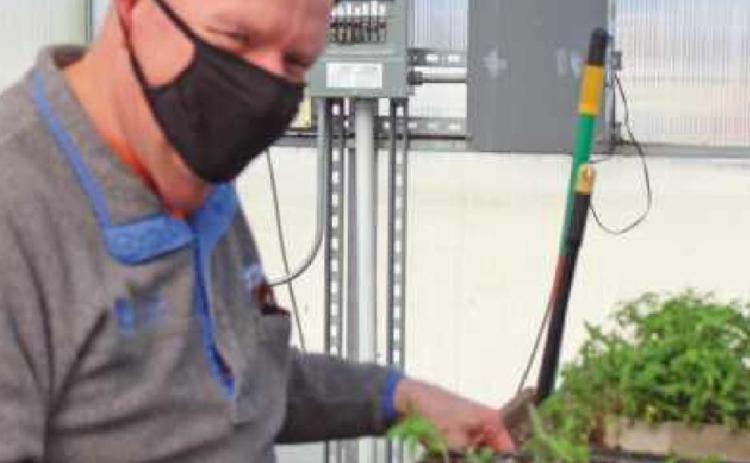 Volunteer Harold Brown, an Ohio certified naturalist, transplants common milkweed.