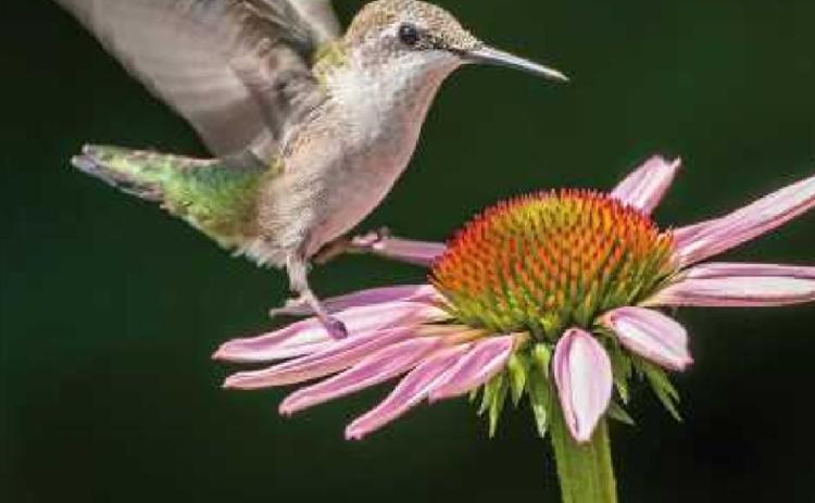 Window on Wildlife