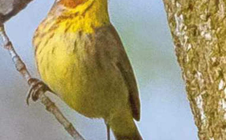 Biggest Week in American Birding is about to begin