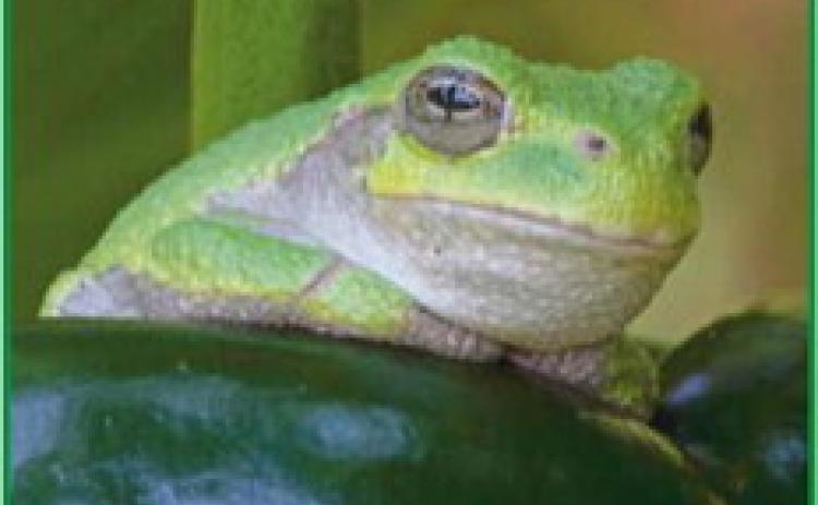 Late summer night music of gray tree frogs