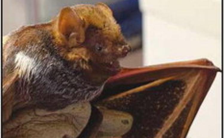 Seminole bats are not native to Ohio.