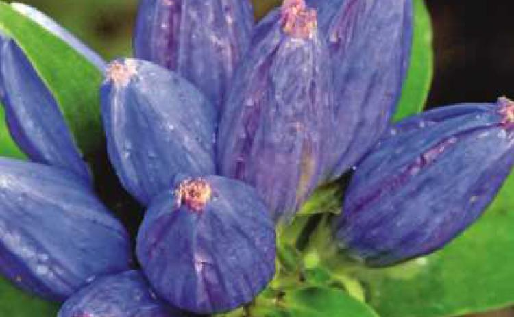 Fall wildflowers bloom at area parks