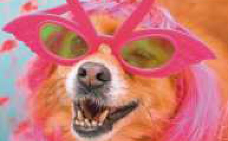 Park district to host Dogs Days of Summer costume parade