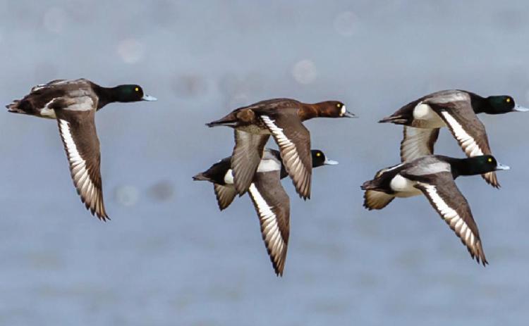 A record number of ducks flock to Ottawa National Wildlife Refuge