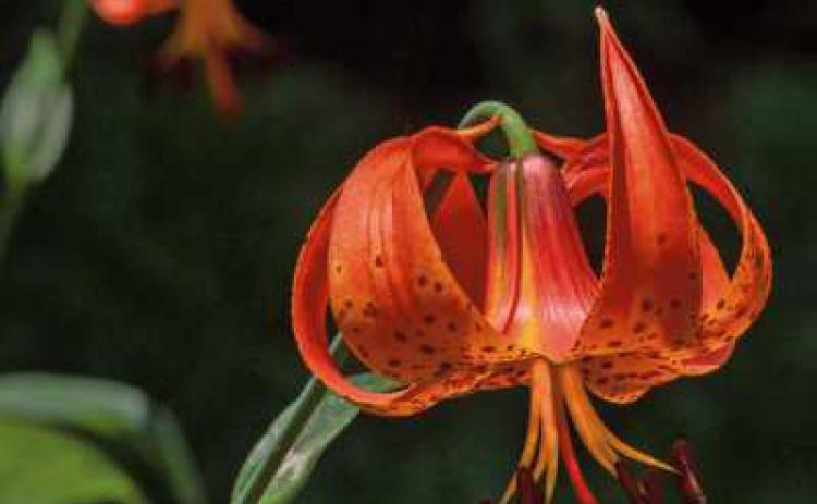 Native Michigan lilies bloom a deep orange‐red