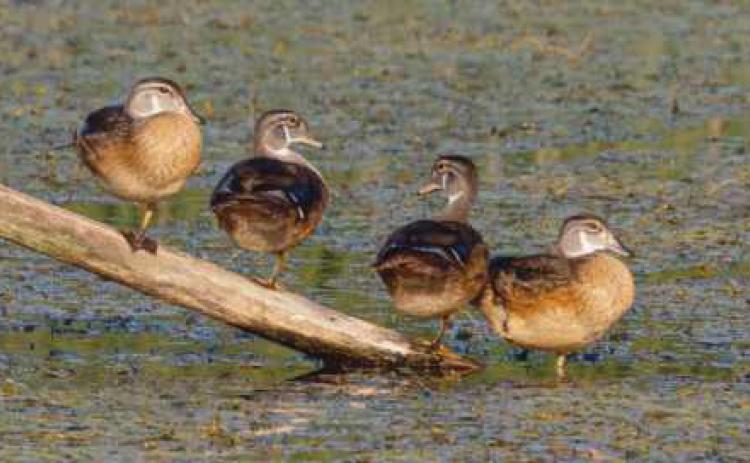The wood duck family of W.W. Knight preserve