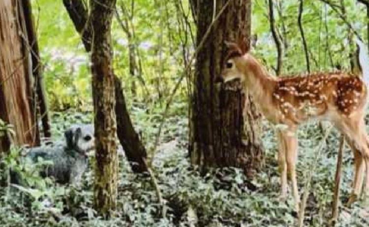 Dog meets deer in the Colony