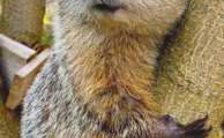 Nature’s Nursery seeks public input on name for groundhog