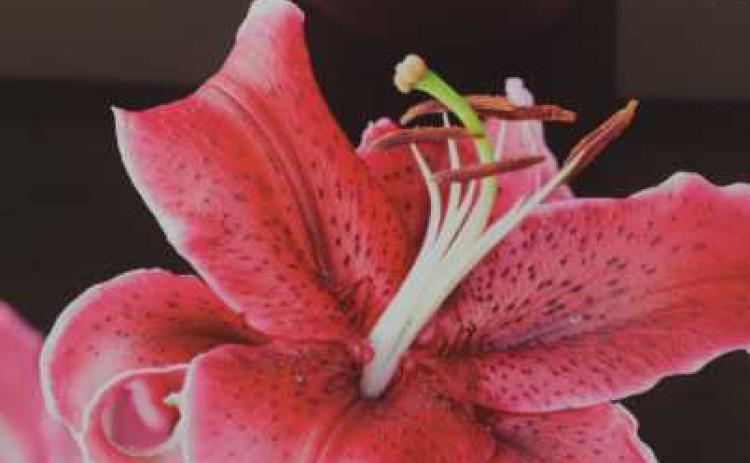 “Daylily” by Terry Johnson