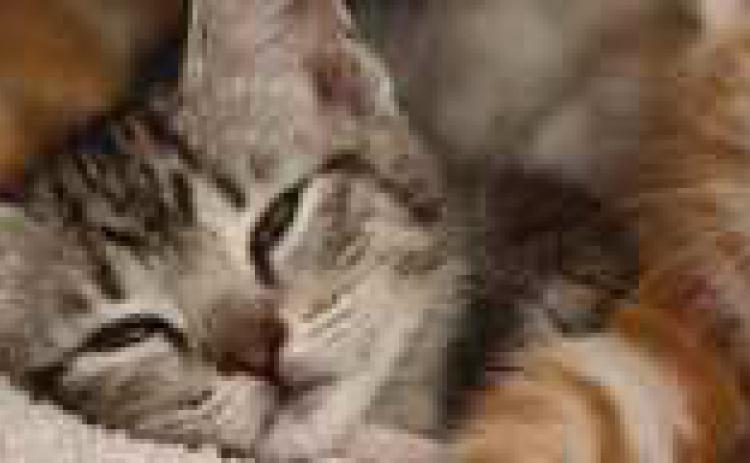 Toledo Humane Society