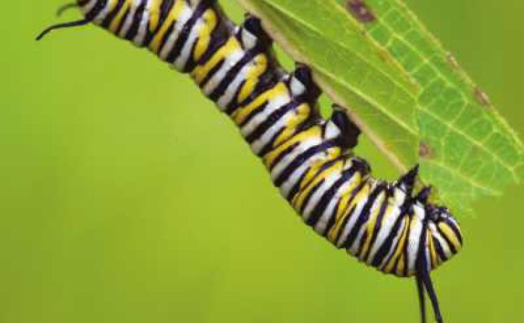Monarch caterpillar feeds on milkweed