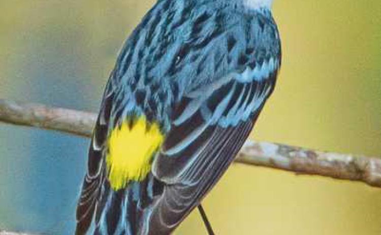 Biggest Week in American Birding just around the corner