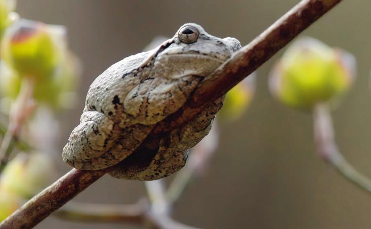 Gray tree frogs singing a chorus