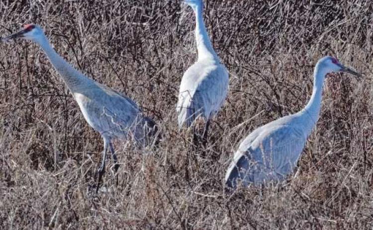 Sandhill cranes mark the return of spring