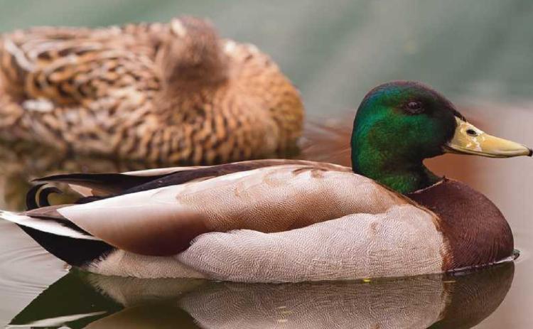 Window on Wildlife