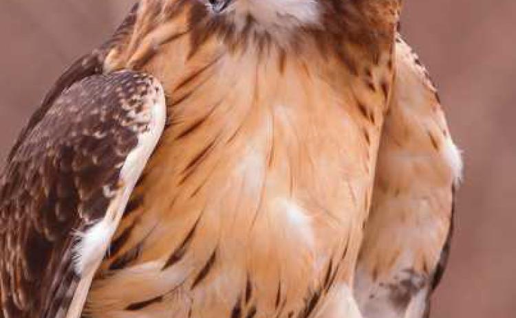 Window on Wildlife