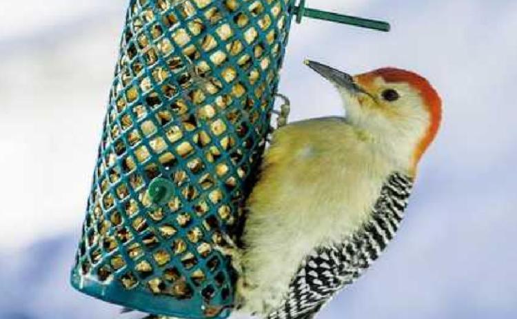 How to care for birds that