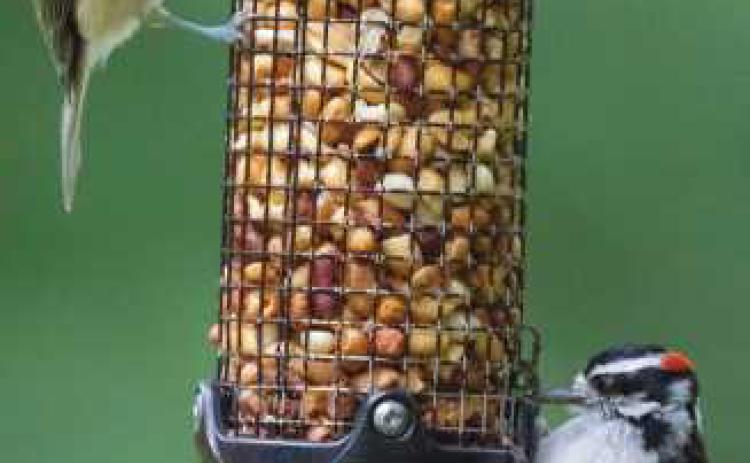 Young birds crowd feeders