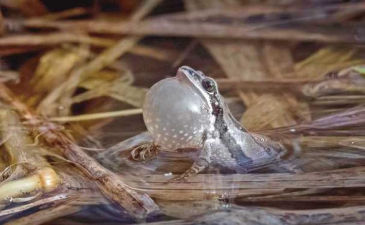 For area frogs, love is in the air