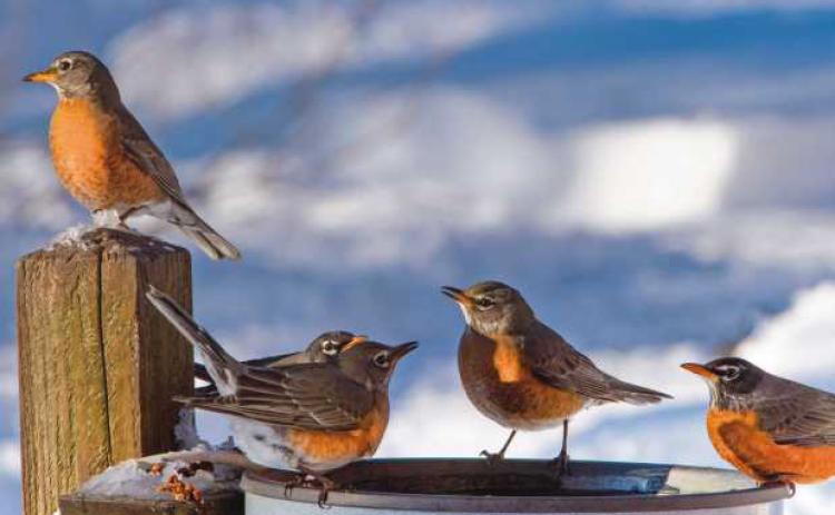 American Robins find sustenance in bird feeders during winter