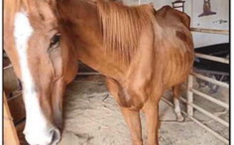 Dusty came to the Healing Barn for care and rehab from Florida.