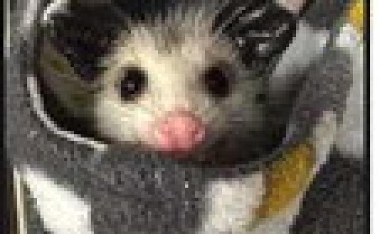 Nature’s Nursery Wildlife Rescue hits record‐breaking admissions of 3,900 animals