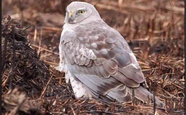 See raptors like the northern harrier at Ottawa National Wildlife Refuge