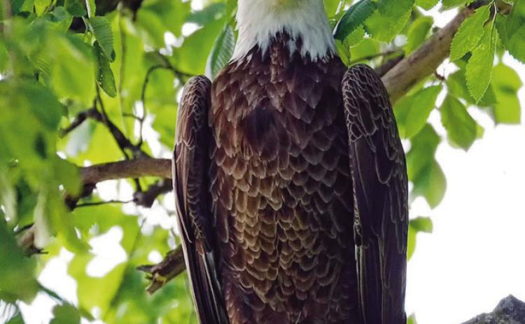 Majestic raptors making strong comeback