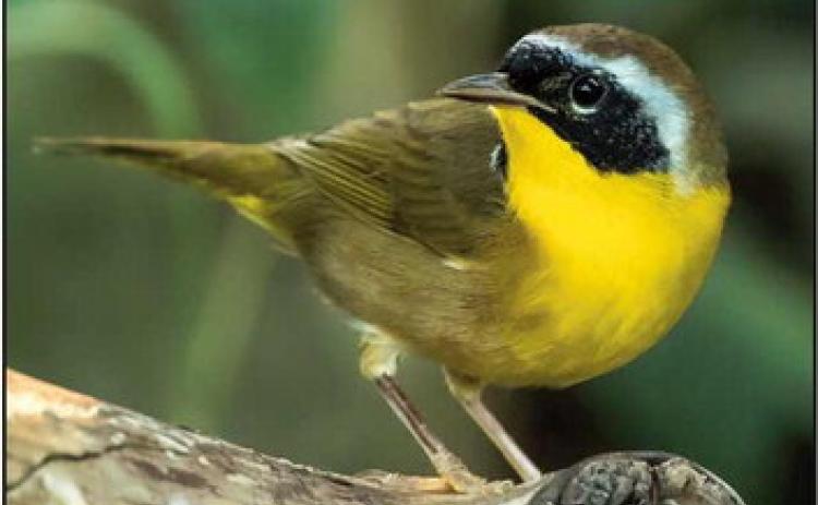 Window on Wildlife