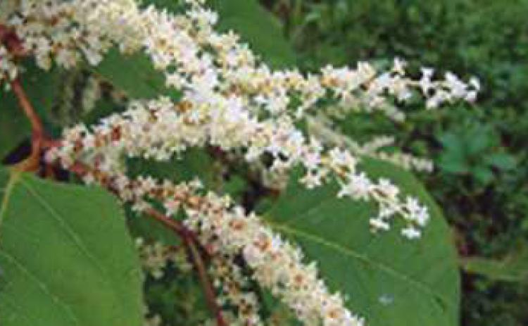 Japanese knotweed, once prized for its beauty, is an invasive species that proves difficult to eradicate.